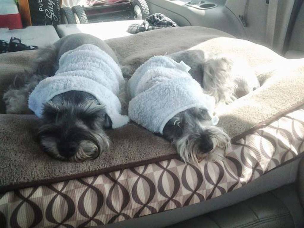 Doggie Divas Grooming Salon