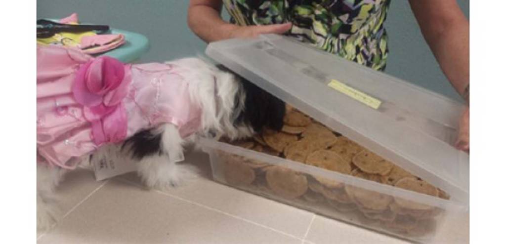 bensons canine cookies