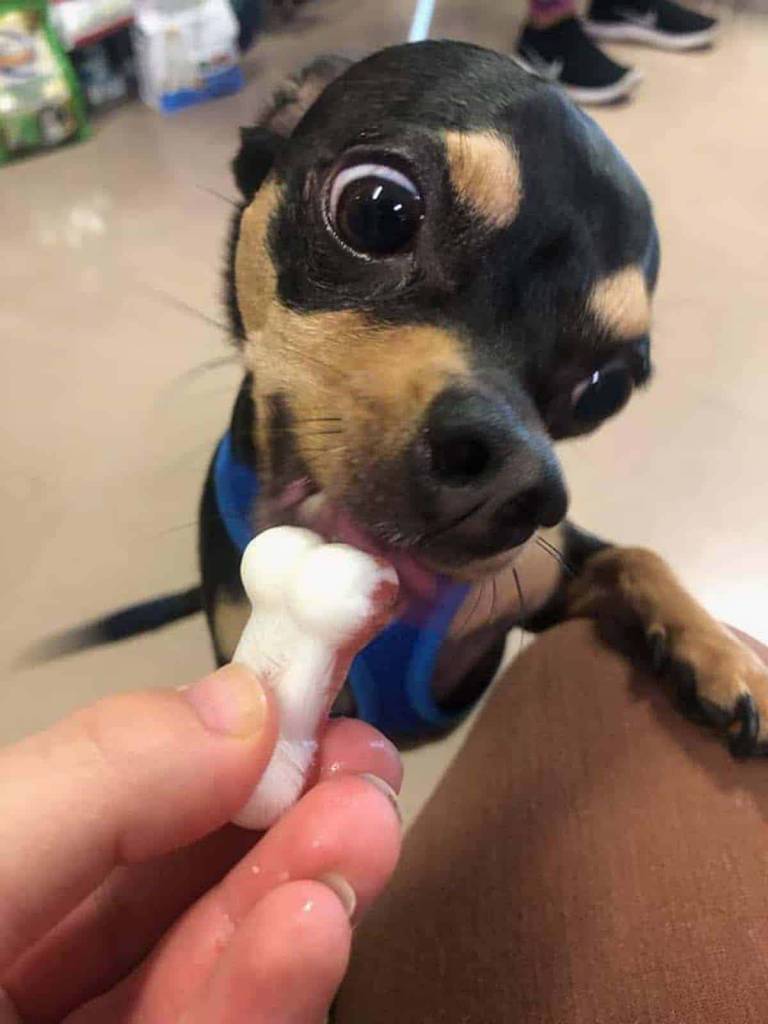 bensons canine cookies
