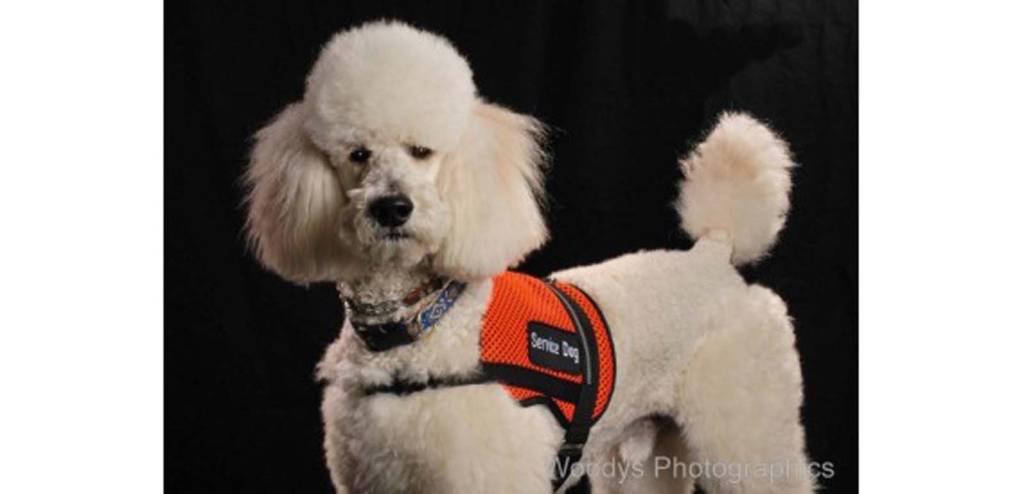 bensons canine cookies