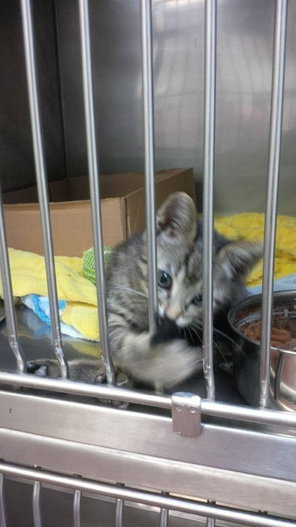 Floral City Veterinary Hospital