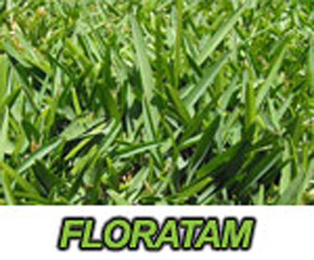 Travis Resmondo Sod, Inc. Polk County Florida service area. Winter haven, Haines City, Lakeland, Bartow, Dundee, Davenport, Poinciana, Willow Oak, Babson Park, Waverly, Fruitland Park, Providence, Gibsonia, Nalcrest, Winston, Lake Wales, Kathleen, Mulberry, Fedhaven, Crooked Lake, Polk City, Highland City, Indian Lake Estates, Lake Alfred. Lake County Florida sod service area. Clermont, Taveres, Umatilla, Howey in the Hills, Monteverde, Mount Dora. Sod delivery and installation available. Travis Resmondo Sod, Inc. Orlando, services the following Orange County locations. Aloma, Apopka, Azalea Park, Bay Hill, Bay Lake, Bat Ridge, Belle Isle, Beulah, Bithlo, Christmas, Clarcona, Conway, Crown Point, Doctor Phillips, Eatonville, Edgewood, Fairwiew Shores, Fairvilla, Flamingo, Fillers, Gotha, Harlem Heights, Holden Heights, Hunter Creek, Killarney, Lake Buena Vista, Lake Butter, Lake Cain Hills, Lake Hart, Lockart, Maitland, Meadow Woods, Morningside Park, Oak Ridge, Oakland, Ocoee, Orlovista, Paradise Heights, Piedmont, Pine Castle, Pine Hills, Plymouth, Riverside Acres, Rosemont, Sky Lake, South Apopka, Southchase, Summerport Beach, Taft, Tangelo Park, Tangerine, Tildenville, Union Park, Vineland, Wedgefield, Williamsburg, Windermere, Winter Garden, Winter Park and Zellwood Florida Pick Up Location Only. We offer landscaper and contractor sod pick up and sod installation services.