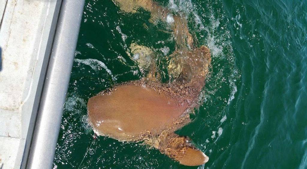 Reel Time Fishing Charter