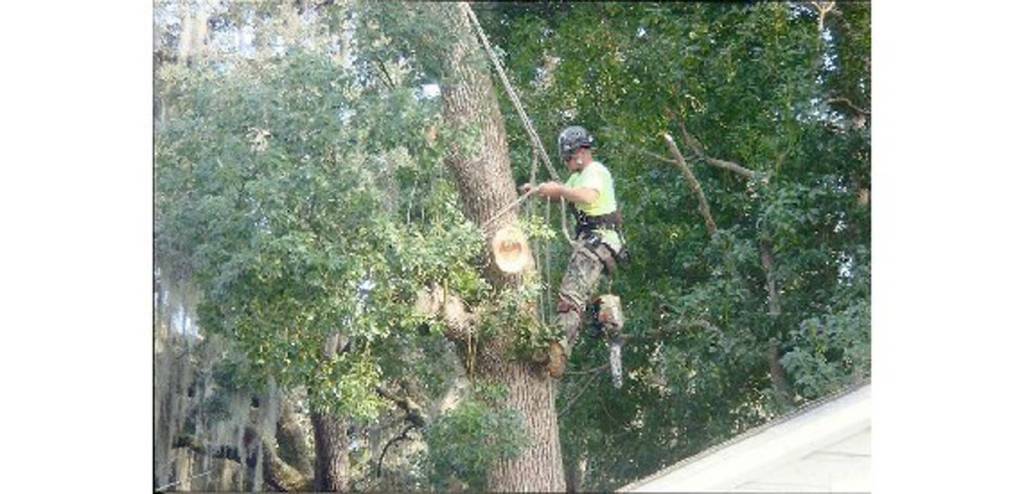 Southeastern Tree