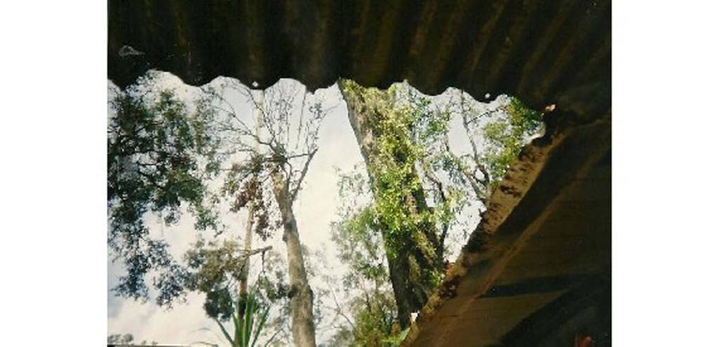 Southeastern Tree