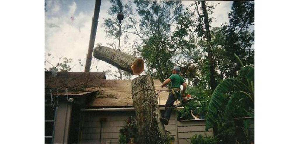 Southeastern Tree