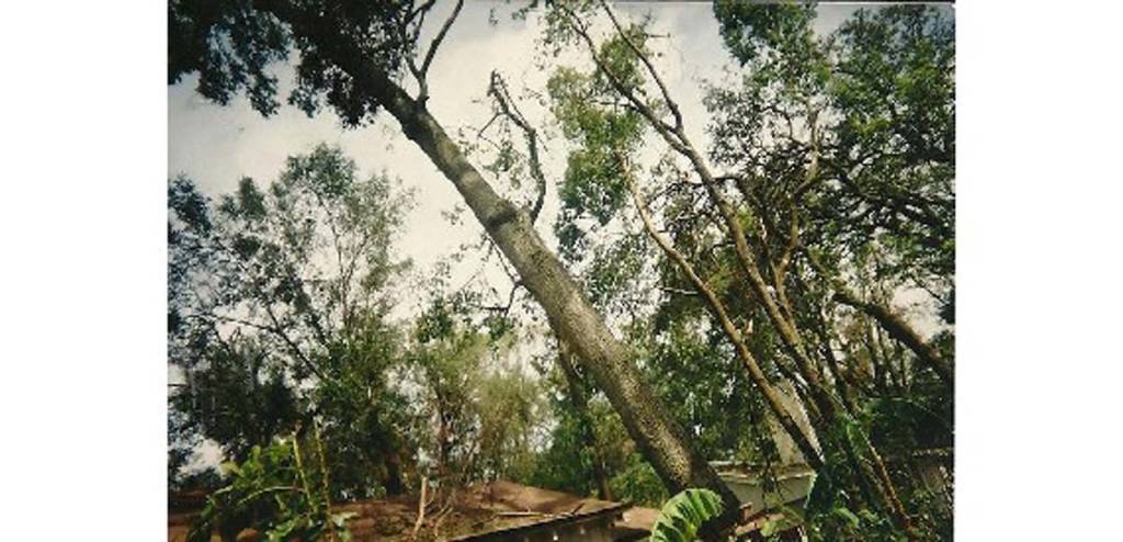 Southeastern Tree