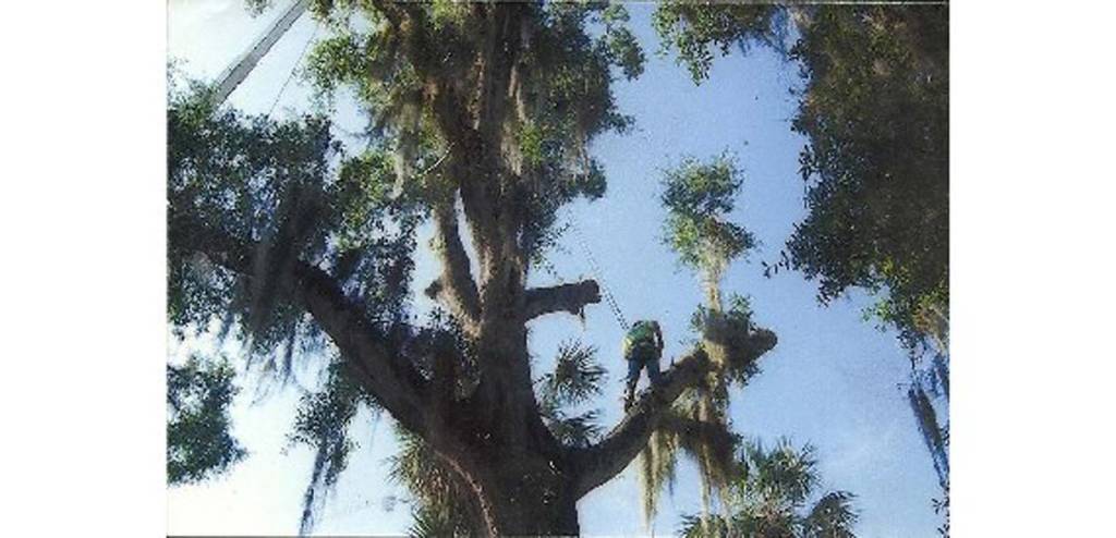 Southeastern Tree