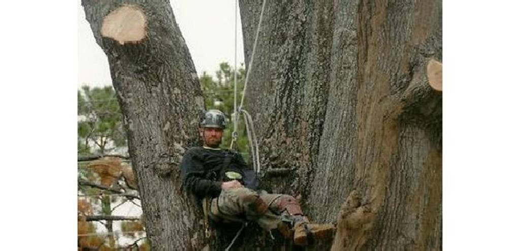 Southeastern Tree