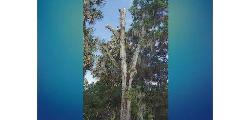 Southeastern Tree