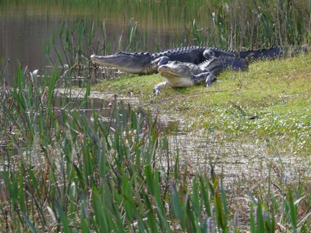 Alligator Cove