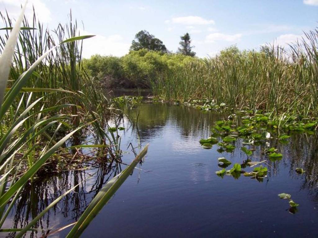 Alligator Cove