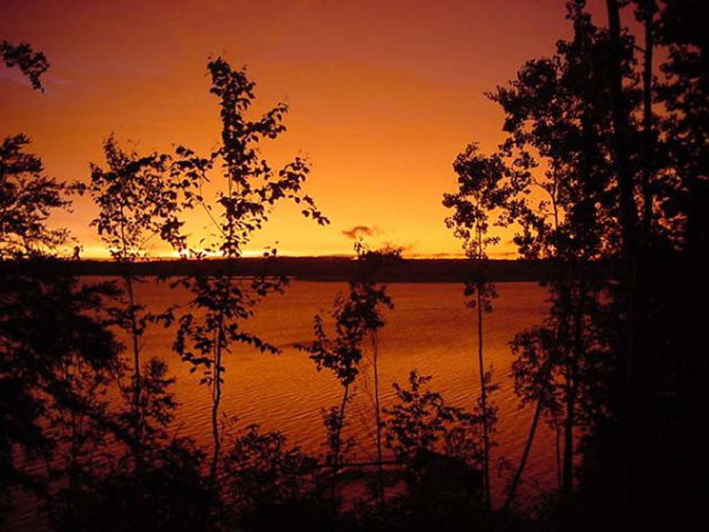 Alligator Cove