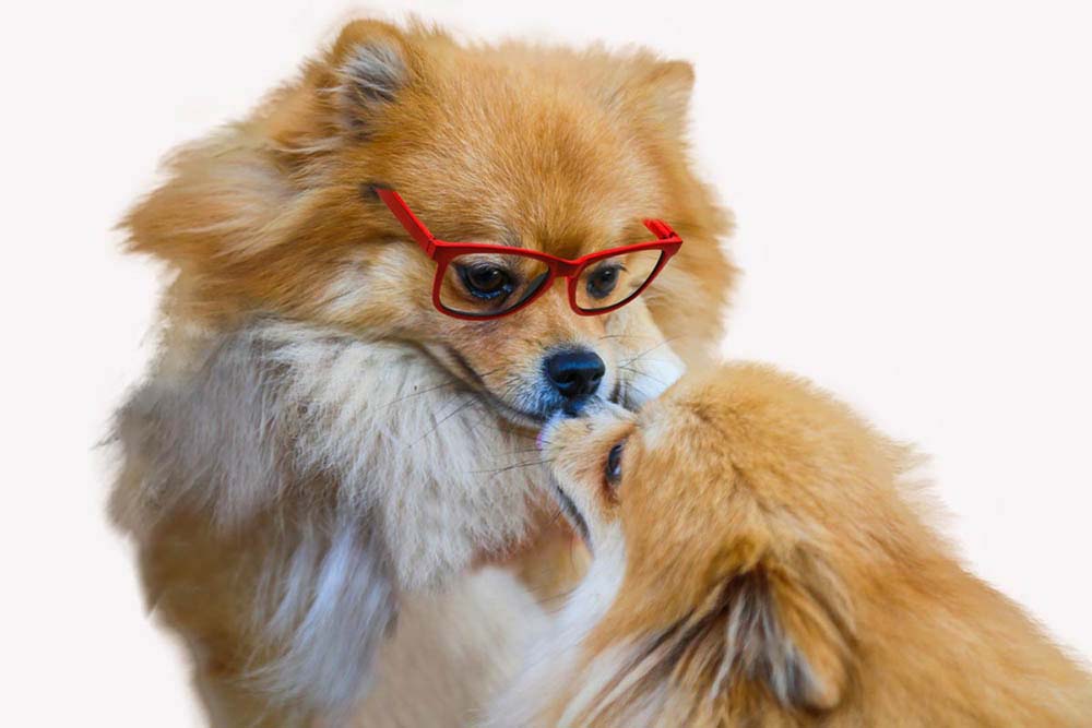 Smooch-A-Pooch Salon