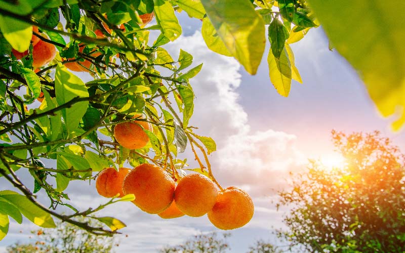 Farkas Citrus Nursery