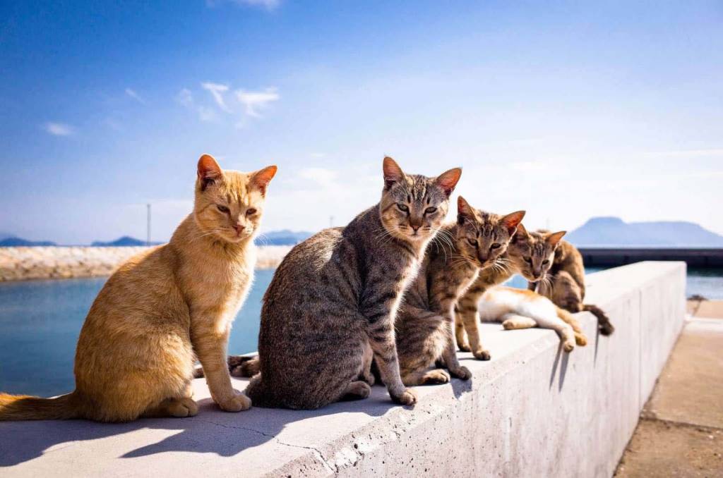 TLC PetSnip