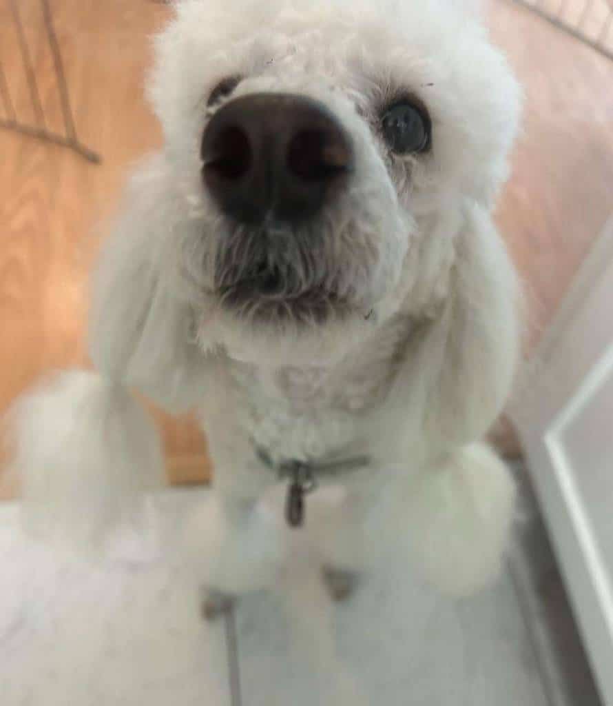 1st rate pet services