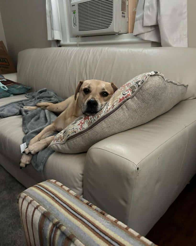 1st rate pet services