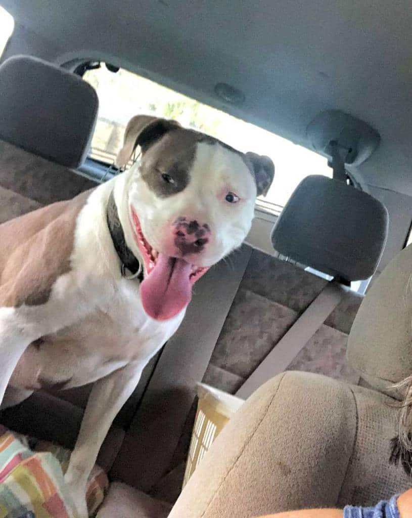 1st rate pet services