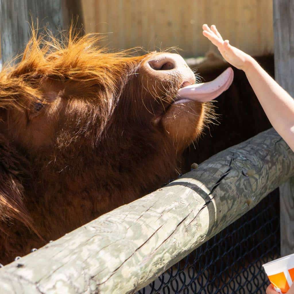 Gulf Breeze Zoo Florida
