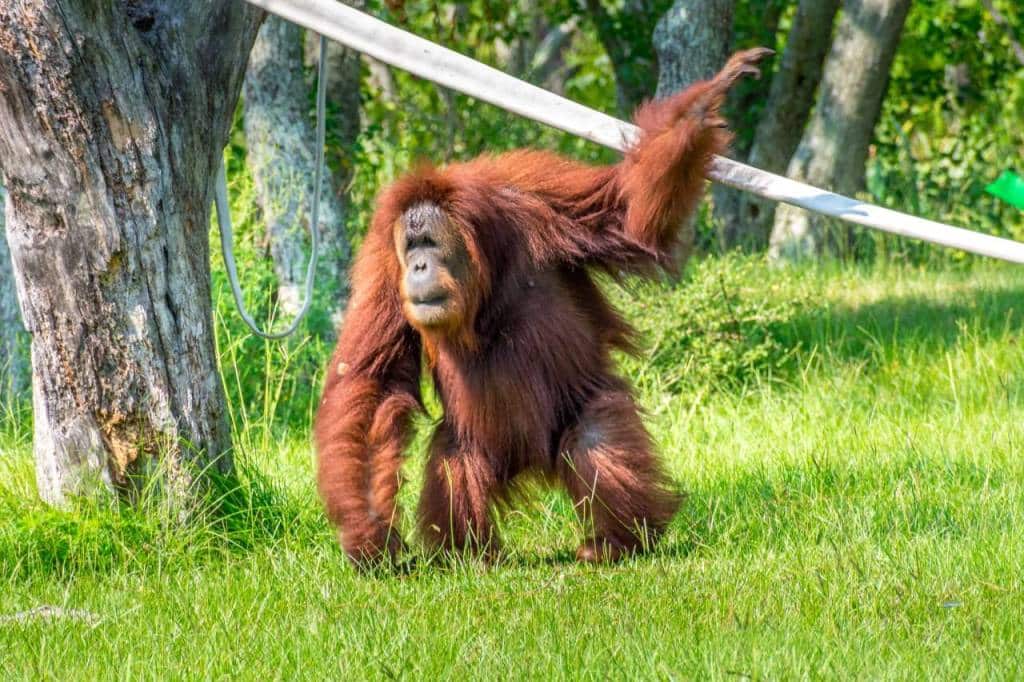 Gulf Breeze Zoo Florida