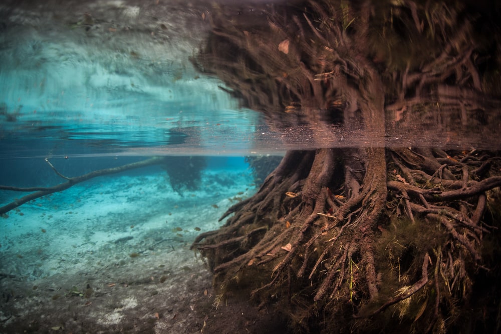 crystal river
