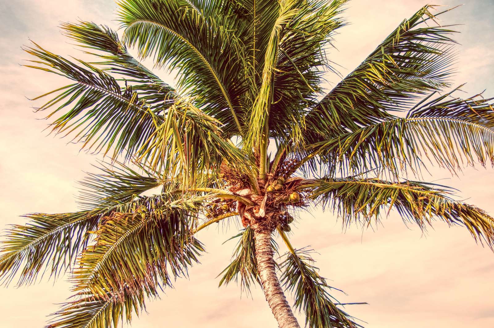 Coconut Creek