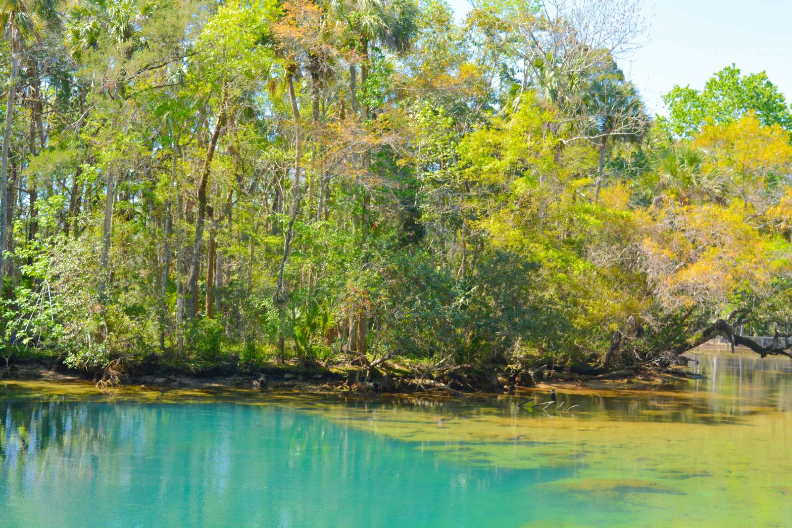 Homosassa Springs