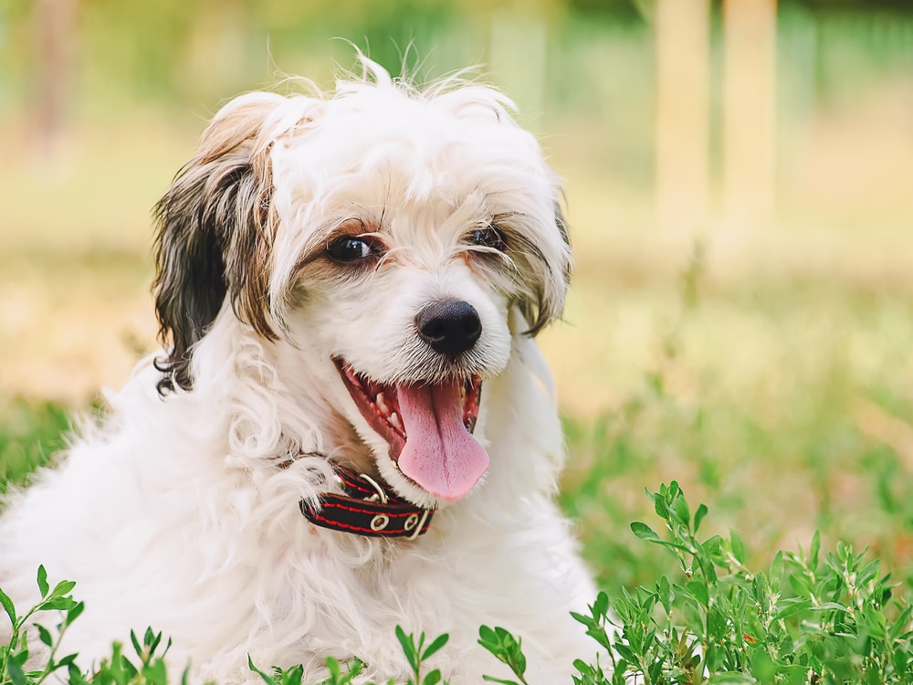 grooming services in Florida