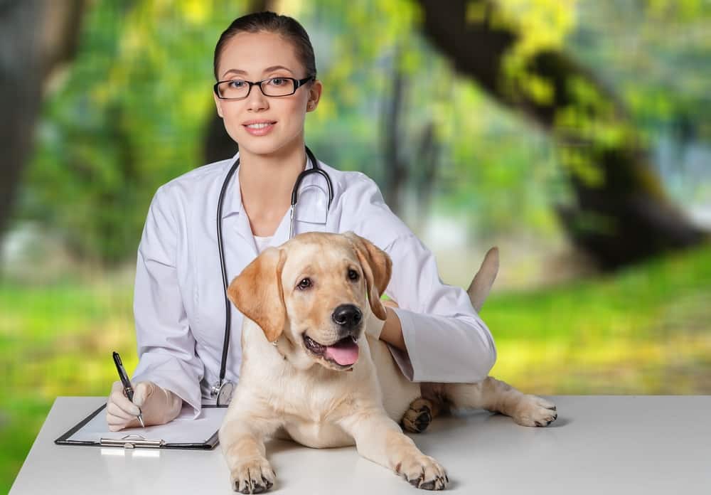 veterinarian