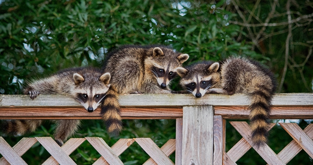wildlife in Florida