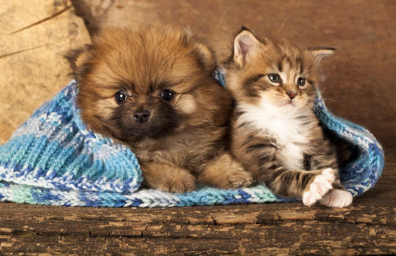 pet boarding