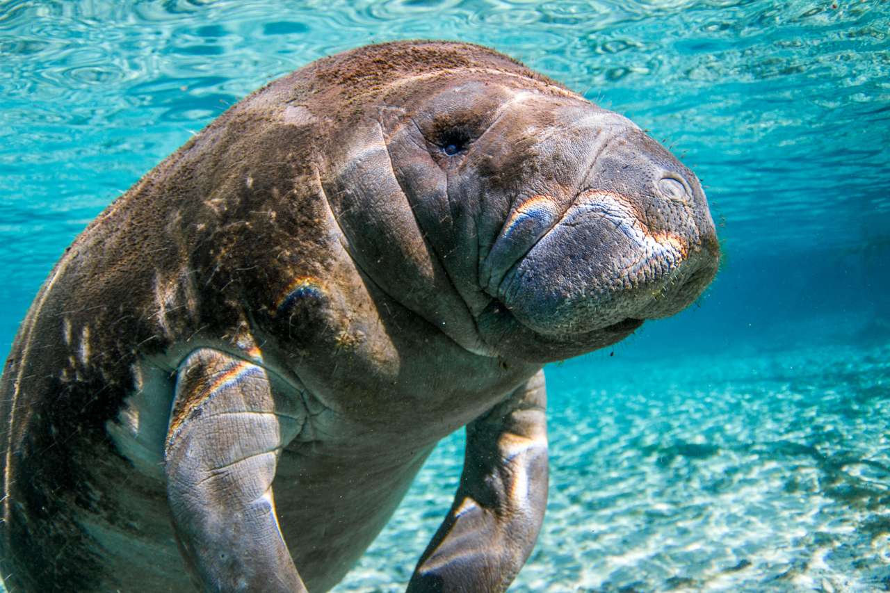 manatee tours in Florida