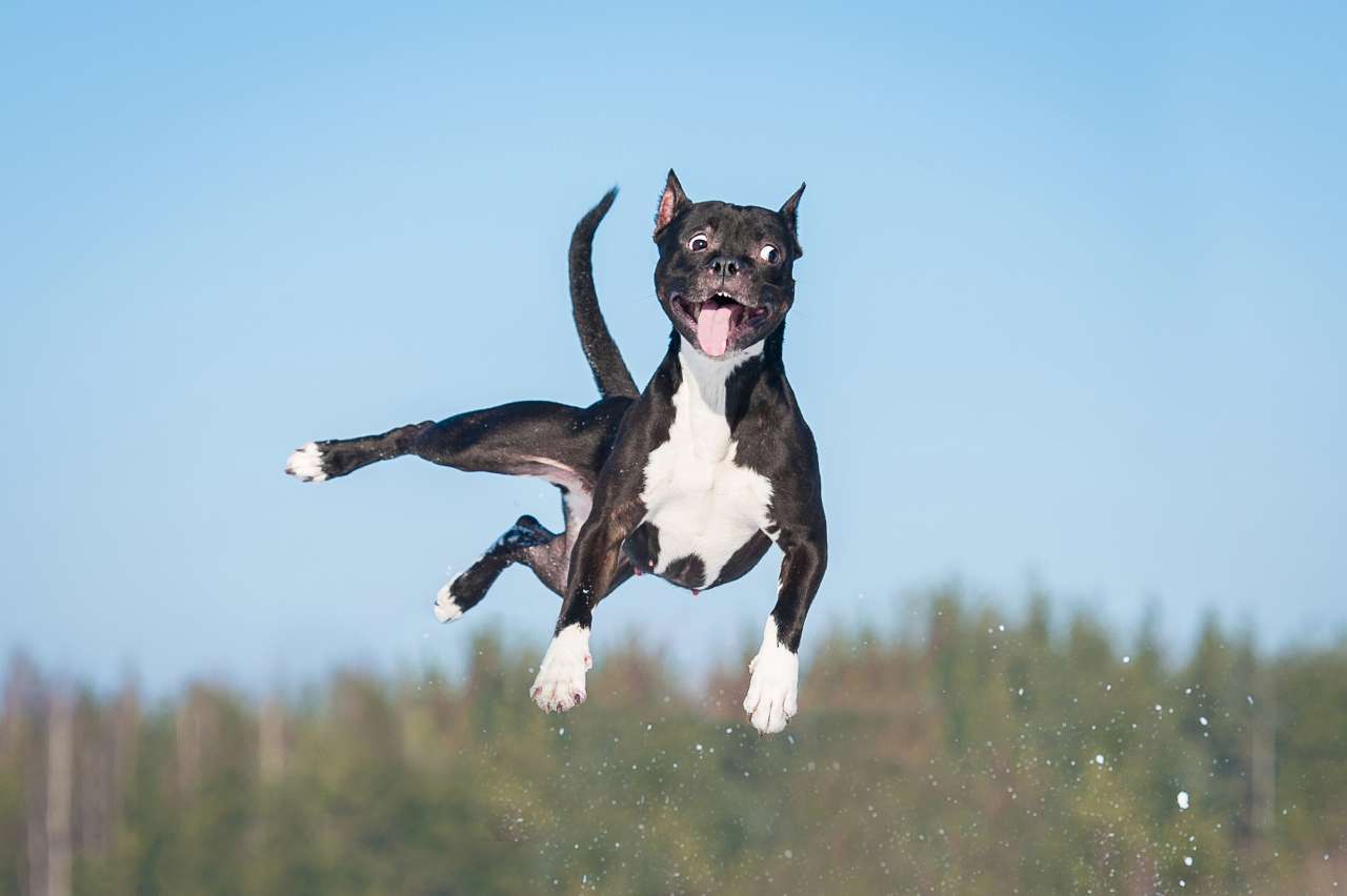 dog parks