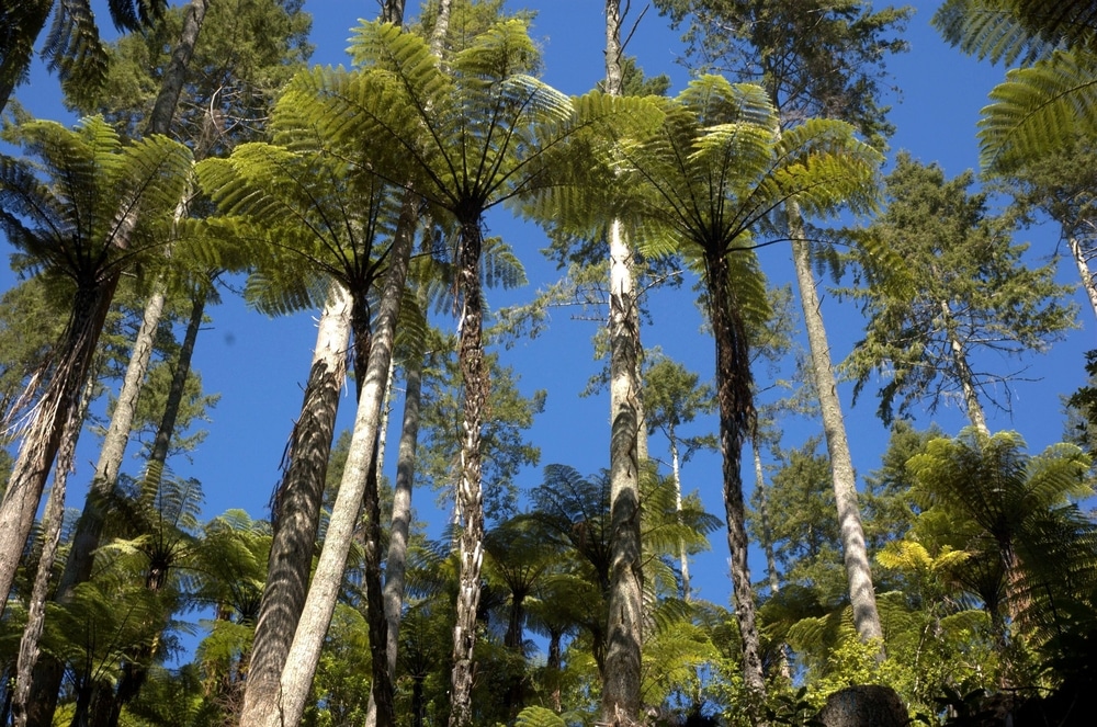 tree service in florida