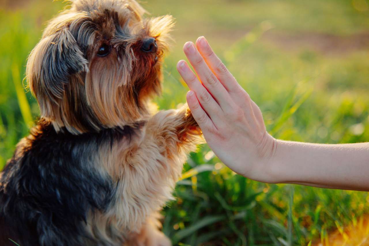 pet training
