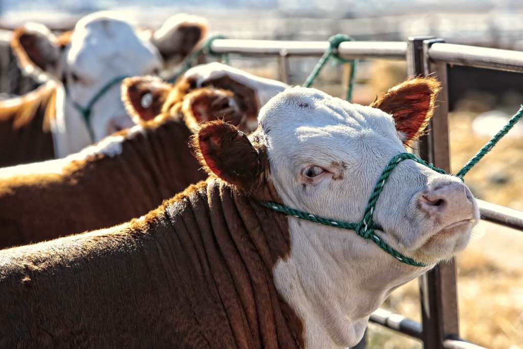 Livestock Auction