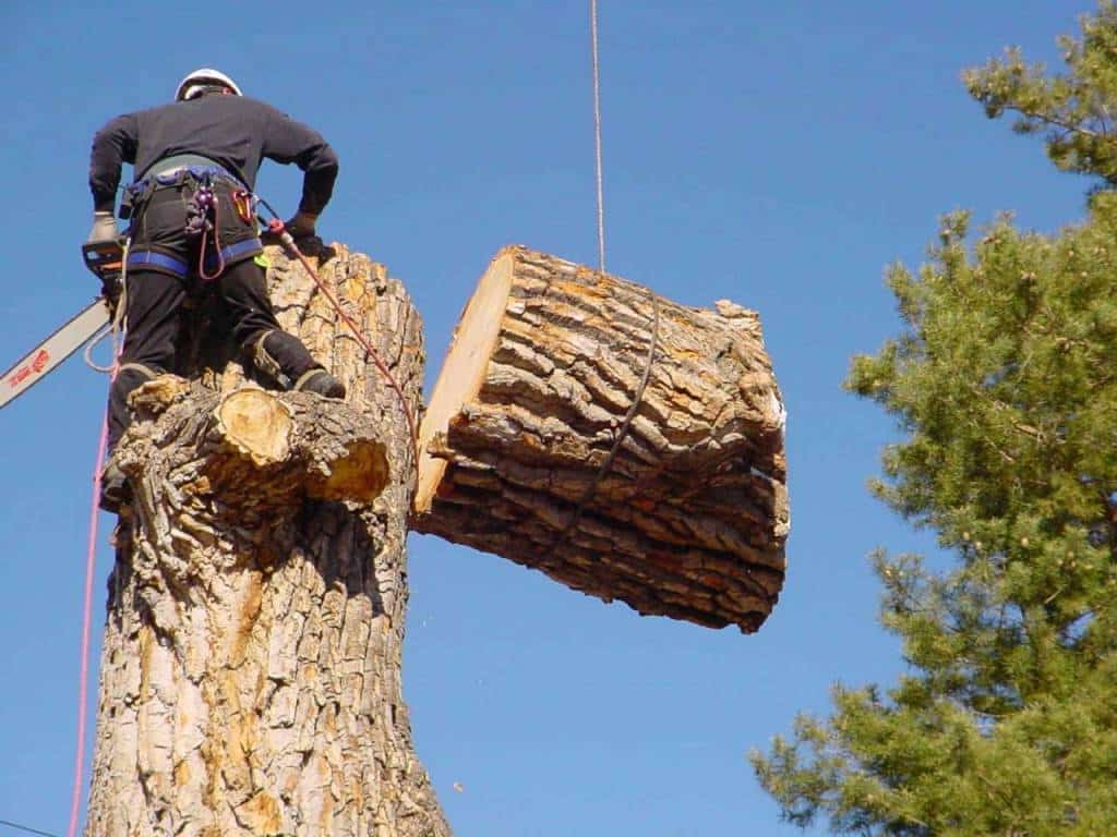 Joe's Tree & Crane Service