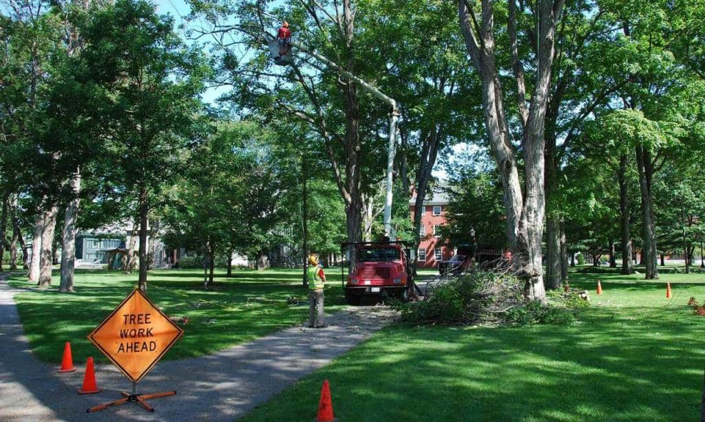 Joe’s Tree & Crane Service