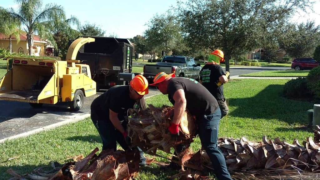 Florida Green Lawn