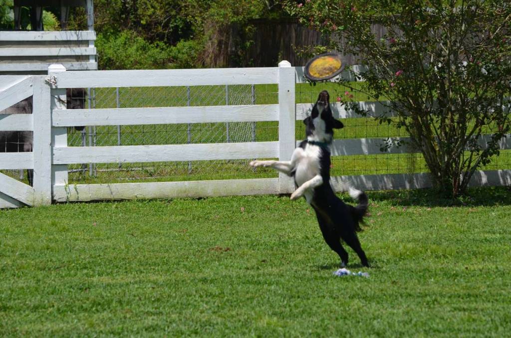 Home Sweet Bone Pet Boarding