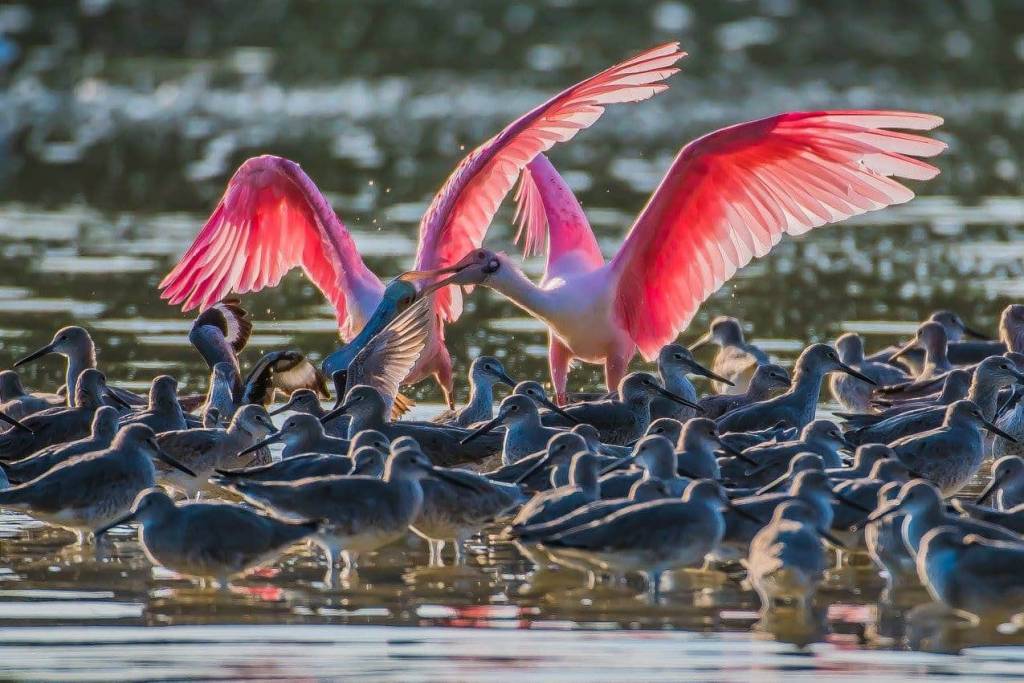 J.N. "Ding" Darling National Wildlife Refuge 