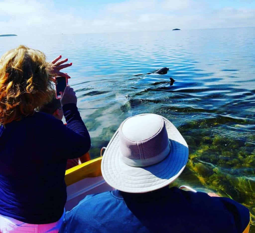Ozello Boats Famous Airboat Adventures