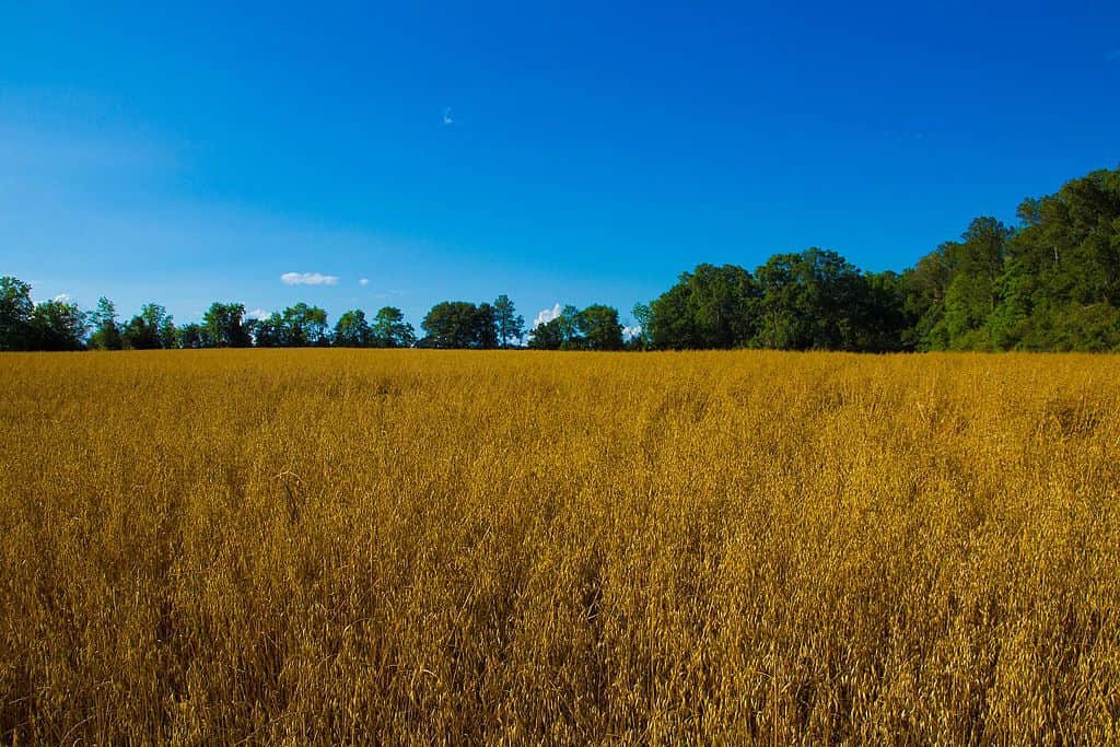 Holmes County