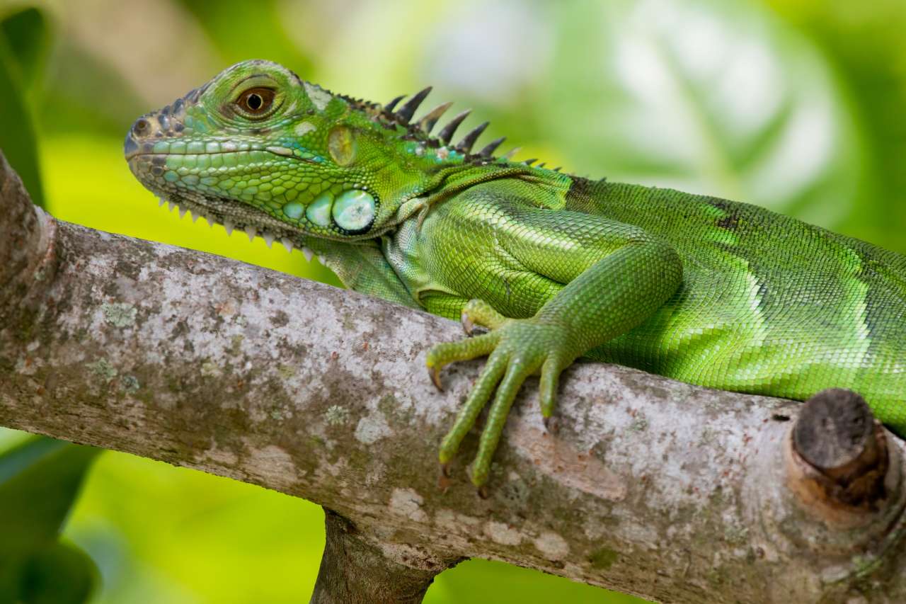 iguana