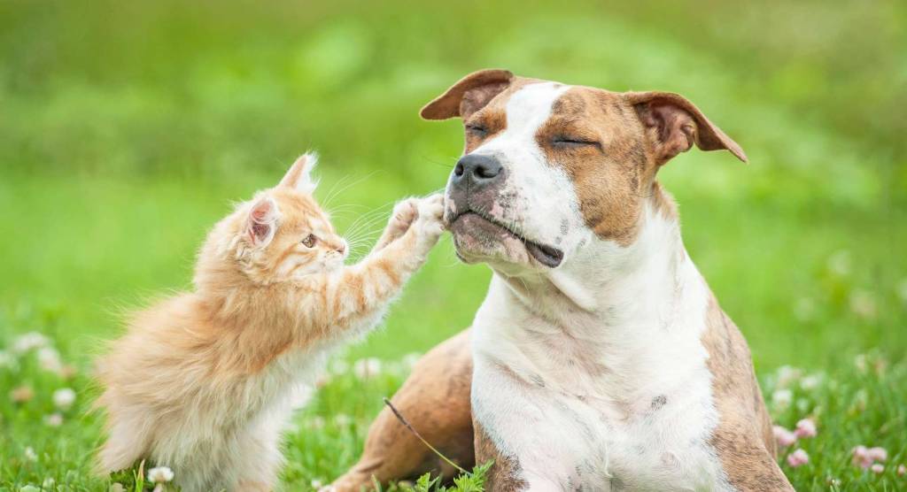 TLC Petsnip Seffner