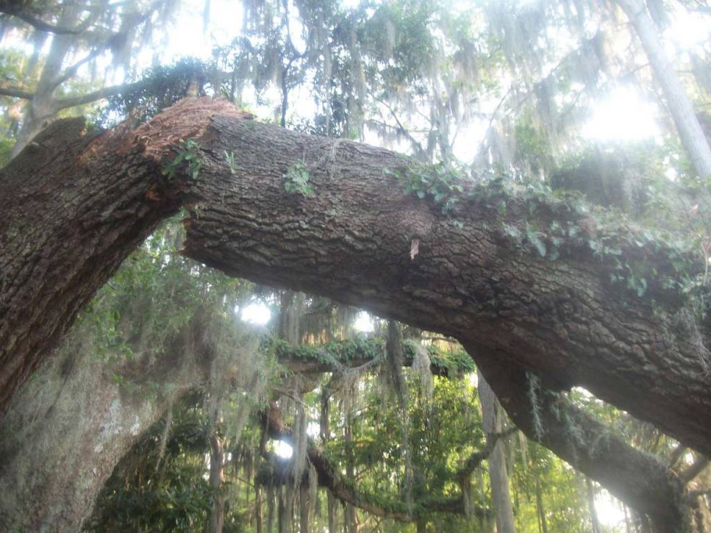 A Action Tree Service of Citrus County