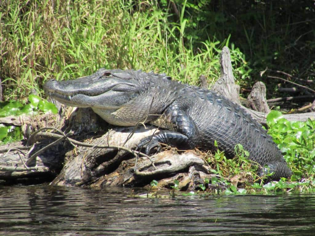 Blue Heron River Tours