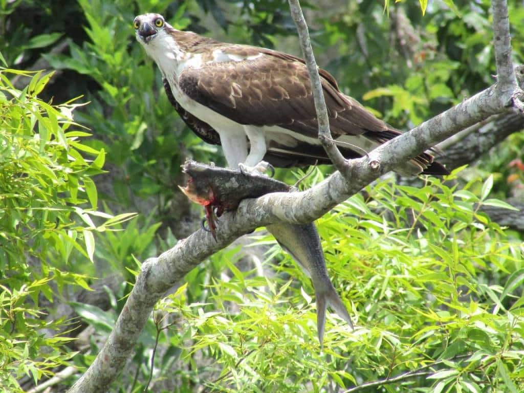 Blue Heron River Tours