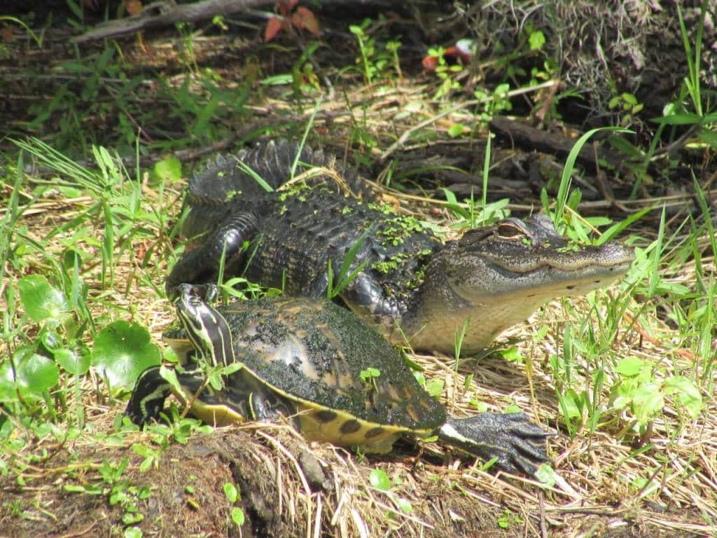Blue Heron River Tours